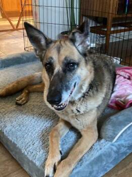 Duchess -  German Shepherd Dog Dog for Adoption in Tucson, Arizona - Duchess | PetCurious