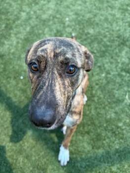 EDITH -  Mixed Breed Dog for Adoption in Dallas, Texas - EDITH | PetCurious