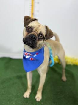 Buttercup-One of our Amazing Rescue Dogs -  Pug and Mixed Breed Dog for Adoption in Carlsbad, California - Buttercup-One Of Our Amazing Rescue Dogs | PetCurious
