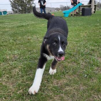Australian Shepherd and Siberian Husky Dogs Available for Adoption - Sox | PetCurious