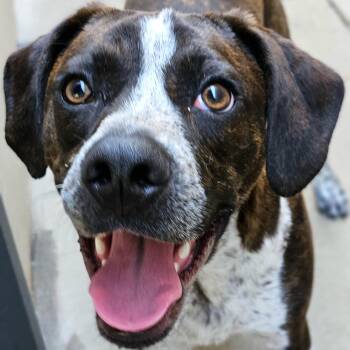 Swiss -  Boston Terrier and Boxer Dog for Adoption in Chicago, Illinois - Swiss | PetCurious