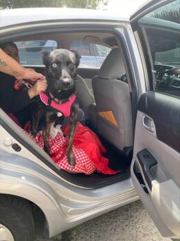 Rescue Belgian Shepherd Malinois and Mixed Breed Dogs for Adoption in Stockton, California - JENNY | PetCurious