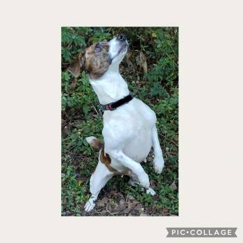 Dejah -  Jack Russell Terrier Dog for Adoption in Mobile, Alabama - Dejah | PetCurious