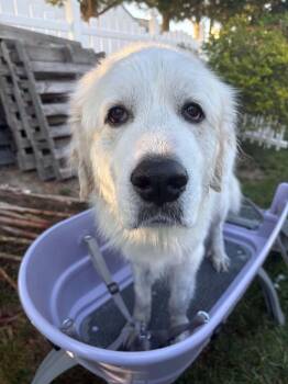 Katie -  Great Pyrenees Dog for Adoption in Hatfield, Pennsylvania - Katie | PetCurious