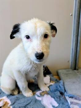 Border Collie and Mixed Breed Dogs Available for Adoption - CHEVRON | PetCurious