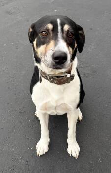 Evan -  Mixed Breed Dog for Adoption in Nashville, Tennessee - Evan | PetCurious