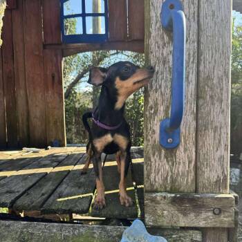 Miniature Pinscher and Chihuahua Dogs Available for Adoption - Calista D11279 *Arriving 6/6* | PetCurious