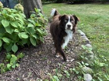 1202 Arlo -  Australian Shepherd Dog for Adoption in Ringwood, Illinois - 1202 Arlo | PetCurious