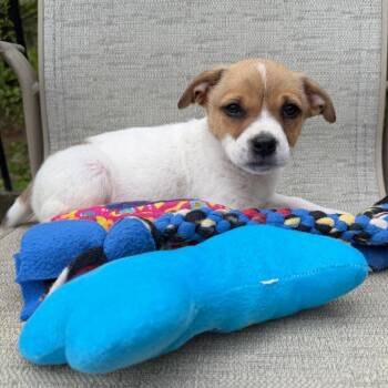 Terrier Dogs Available for Adoption in Minneapolis, Minnesota - France | PetCurious