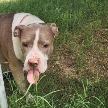 Rescue Pit Bull Terrier and Mixed Breed Dogs for Adoption in Phoenix, Arizona - Willow | PetCurious