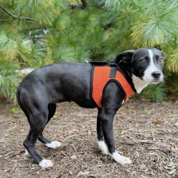 Faith -  Hound and Pit Bull Terrier Dog for Adoption in East Hampton, New York - Faith | PetCurious
