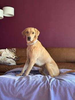 Bingo -  Catahoula Leopard Dog Dog for Adoption in Cleveland, Oklahoma - Bingo | PetCurious