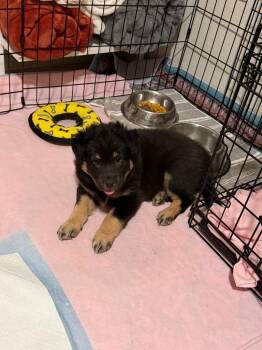 Australian Shepherd and Shepherd Dogs Available for Adoption in Phoenix, Arizona - Stagecoach | PetCurious