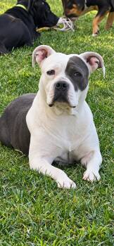 Charlina -  Staffordshire Bull Terrier and American Bulldog Dog for Adoption in Lodi, California - Charlina | PetCurious