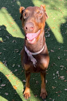 Rescue Doberman Pinscher Dogs for Adoption in Oakland Park, Florida - Piper 3493 | PetCurious