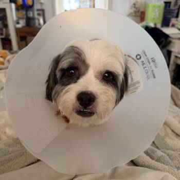 Mixed Breed Dogs Available for Adoption - Otis | PetCurious