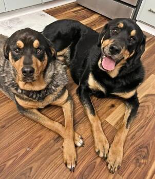 Rescue Rottweiler and Black And Tan Coonhound Dogs for Adoption in Decatur, Michigan - Mavis And Hayes - URGENT | PetCurious