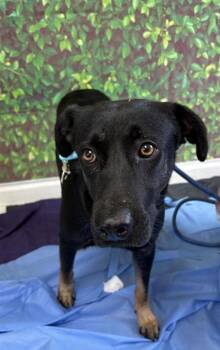 Rescue Shepherd and Mixed Breed Dogs for Adoption in San Antonio, Texas - Renee | PetCurious