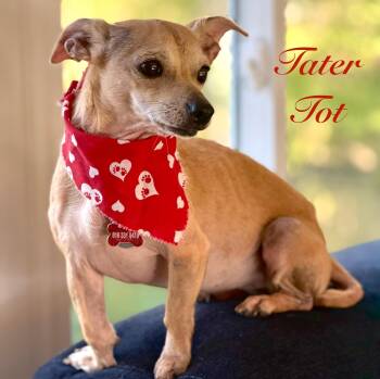 Chihuahua and Terrier Dogs Available for Adoption - Tater Tot | PetCurious