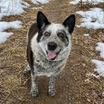 Cattle Dog and Mixed Breed Dogs Available for Adoption in Gwinn, Michigan - Rubi | PetCurious