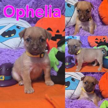Addams Family Girls -  Yorkie Poo and Chihuahua Dog for Adoption in Dallas, Texas - Addams Family Girls | PetCurious