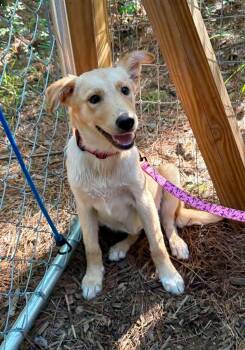 Red collar -  Labrador Retriever and Husky Dog for Adoption in Wando, South Carolina - Red Collar | PetCurious
