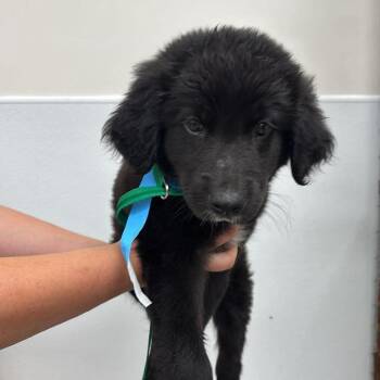 Rachel -  Mixed Breed Dog for Adoption in Fredericksburg, Virginia - Rachel | PetCurious