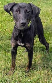 WANDA -  Labrador Retriever Dog for Adoption in Akron, Ohio - WANDA | PetCurious