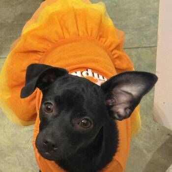 Rescue Terrier and Chihuahua Dogs for Adoption in Oakley, California - Lady | PetCurious