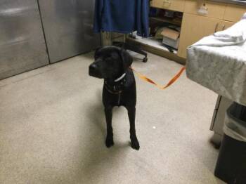 GAGA -  Labrador Retriever and Mixed Breed Dog for Adoption in Riverside, California - GAGA | PetCurious