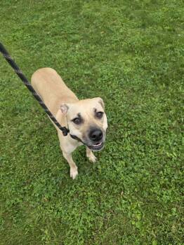 Karla -  Labrador Retriever Dog for Adoption in Vaudreuil-dorion, Quebec - Karla | PetCurious