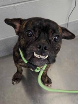 Buggy -  Mixed Breed Dog for Adoption in Chillicothe, Ohio - Buggy | PetCurious