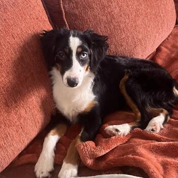 Estrella -  Shetland Sheepdog Sheltie and Mixed Breed Dog for Adoption in Las Vegas, Nevada - Estrella | PetCurious