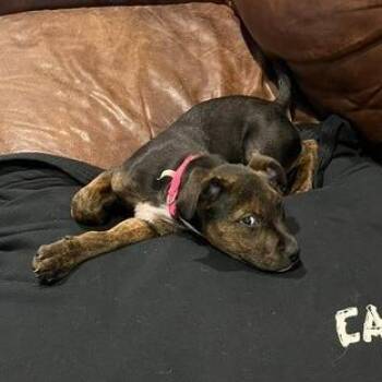 Coco -  Mixed Breed Dog for Adoption in Houston, Texas - Coco | PetCurious