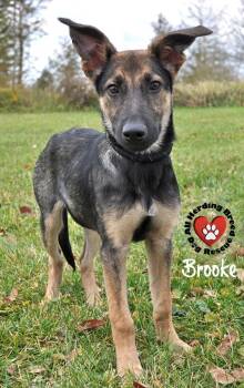 Rescue German Shepherd Dog Dogs for Adoption in Joliet, Illinois - Brooke | PetCurious