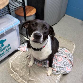 Weezie -  Terrier and Mixed Breed Dog for Adoption in Carencro, Louisiana - Weezie | PetCurious