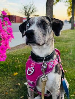 Lou -  Catahoula Leopard Dog Dog for Adoption in Edmonton, Alberta - Lou | PetCurious