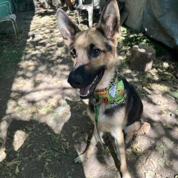 German Shepherd Dog Dogs Available for Adoption - Andy | PetCurious
