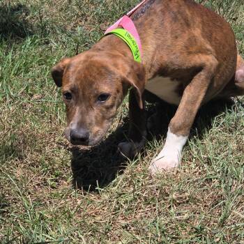 Marshall -  Hound and Mixed Breed Dog for Adoption in Clanton, Alabama - Marshall | PetCurious