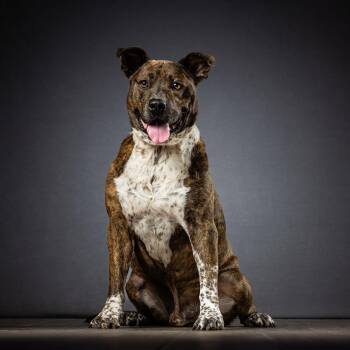 Dallas -  Mixed Breed Dog for Adoption in Jupiter, Florida - Dallas | PetCurious