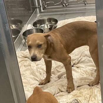 Terrier Dogs Available for Adoption in Des Moines, Iowa - Adonis | PetCurious