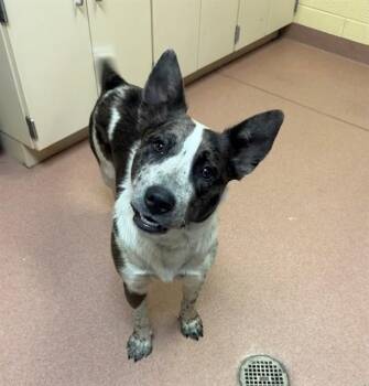 Australian Cattle Dog Blue Heeler and Pit Bull Terrier Dogs Available for Adoption in Cookeville, Tennessee - NASH | PetCurious