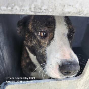 Terrier Dogs Available for Adoption in San Antonio, Texas - SHORTY | PetCurious