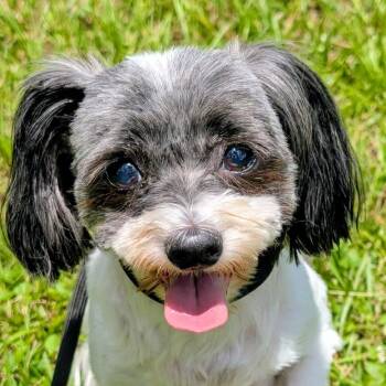 Gabby Nechelle -  Shih Tzu and Mixed Breed Dog Available for Adoption in Houston, Texas - Gabby Nechelle | PetCurious