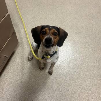 Beagle Dogs Available for Adoption in Bristol, Indiana - Louie | PetCurious