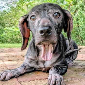 Cordelia -  Dachshund Dog for Adoption in Houston, Texas - Cordelia | PetCurious