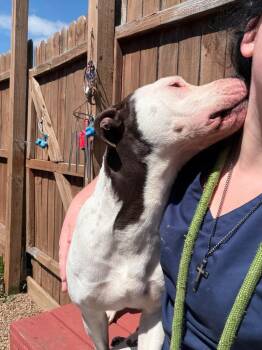 Terrier Dogs Available for Adoption in New Cumberland, West Virginia - Soaringale | PetCurious