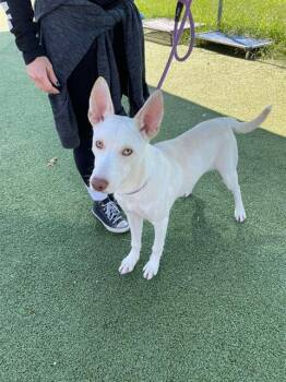 CASPER -  Siberian Husky Dog for Adoption in Pasadena, Texas - CASPER | PetCurious