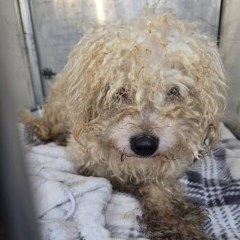 Nugget -  Mixed Breed Dog for Adoption in Newark, New Jersey - Nugget | PetCurious