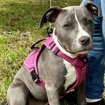 Willow -  American Staffordshire Terrier and Hound Dog for Adoption in Columbia, South Carolina - Willow | PetCurious